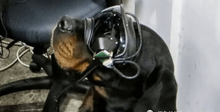 美国军方开始测试给军犬戴AR眼镜